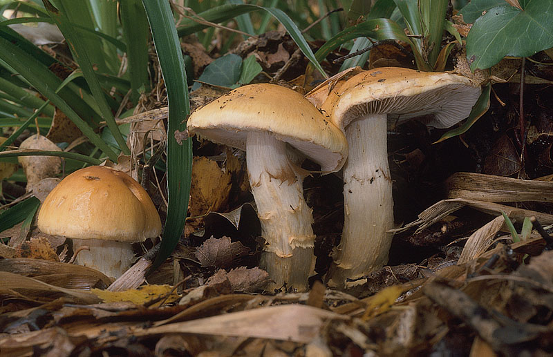Cortinarius (subgenus Phlegmacium) triumphans